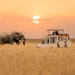 African elephant walking with tourist car stop by watching during sunset at Masai Mara National Reserve Kenya.