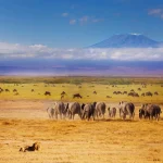 Beautiful African savannah during Great migration