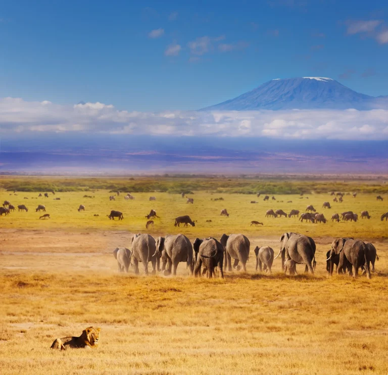 Beautiful African savannah during Great migration