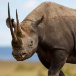 Portait of Black Rhino Karanja