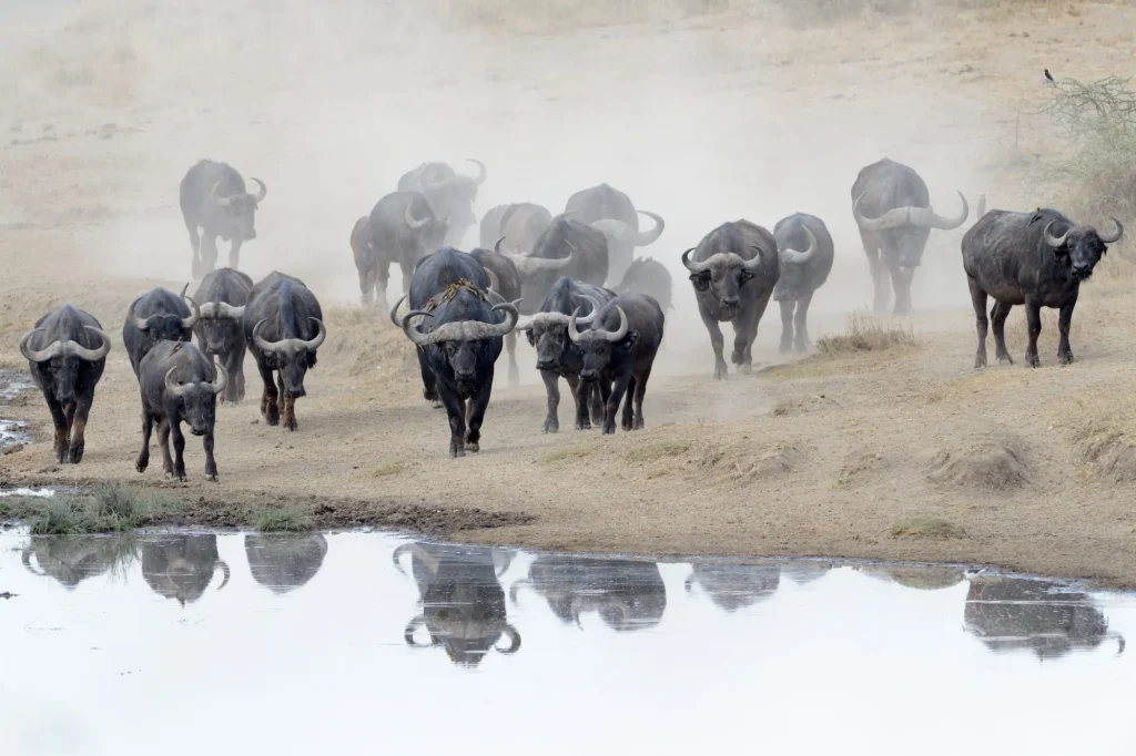 Buffalo herd going to drink.