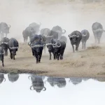 Buffalo herd going to drink.