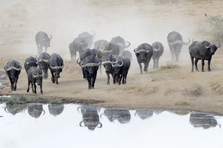 Buffalo herd going to drink.