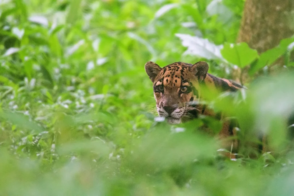 Selective focus shot of a clouded leopard