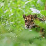Selective focus shot of a clouded leopard