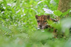 Encounter the mysterious clouded leopard
