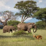 Beautiful elephants and impalas during safari in Tarangire National Park, Tanzania with trees in background.
