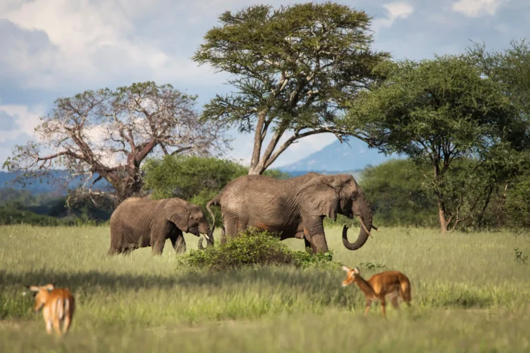 Beautiful elephants and impalas during safari in Tarangire National Park, Tanzania with trees in background.
