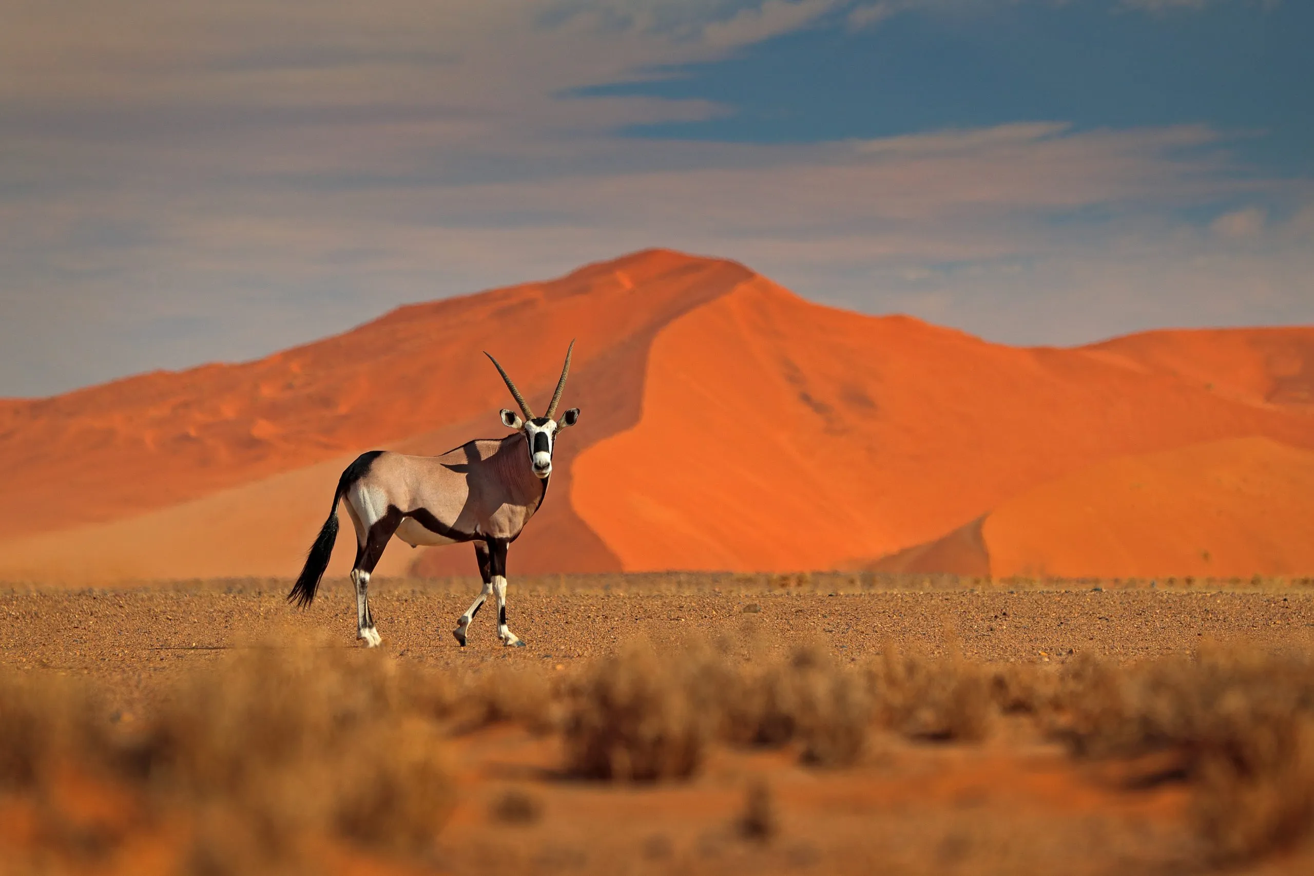 Gemsbok with orange sand dune evening sunset. Gemsbuck, Oryx gazella, large antelope in nature habitat, Sossusvlei, Namibia. Wild animals in the savannah. Animal with big straight antler horn.