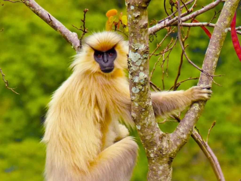 Golden Langur