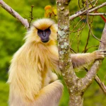 Golden Langur