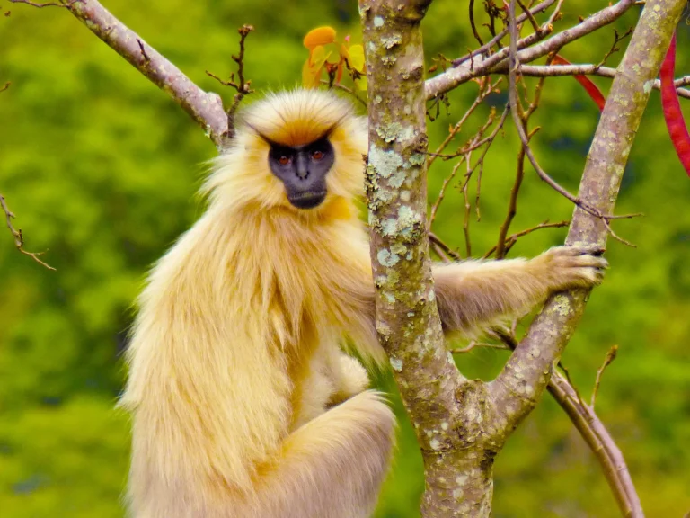 Golden Langur