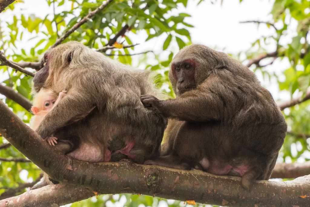 Makake mit Jungem auf der Isla de los Monos im Catemaco See