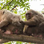 Makake mit Jungem auf der Isla de los Monos im Catemaco See