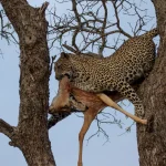 Great Kruger - Leopard on the tree