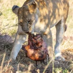 Serenegti National Park Migration, Tanzania