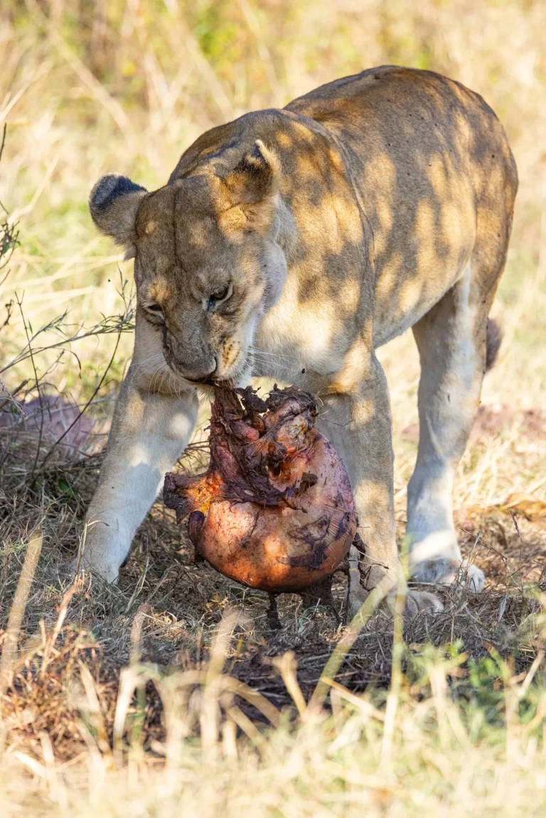 Serenegti National Park Migration, Tanzania