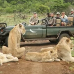 lion sighting on a safari game drive at andbeyond phinda private game reserve