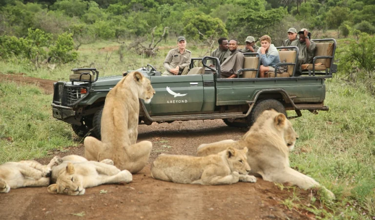 lion sighting on a safari game drive at andbeyond phinda private game reserve