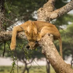 Wild lion sleeping in tree in Murchison Falls National Park Uganda Africa