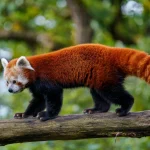 Red panda (Ailurus fulgens) on the tree. Cute panda bear in forest habitat.