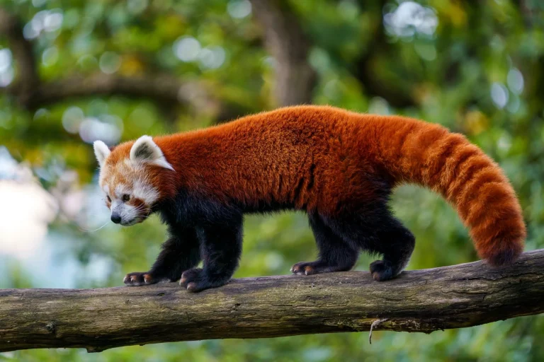 Red panda (Ailurus fulgens) on the tree. Cute panda bear in forest habitat.