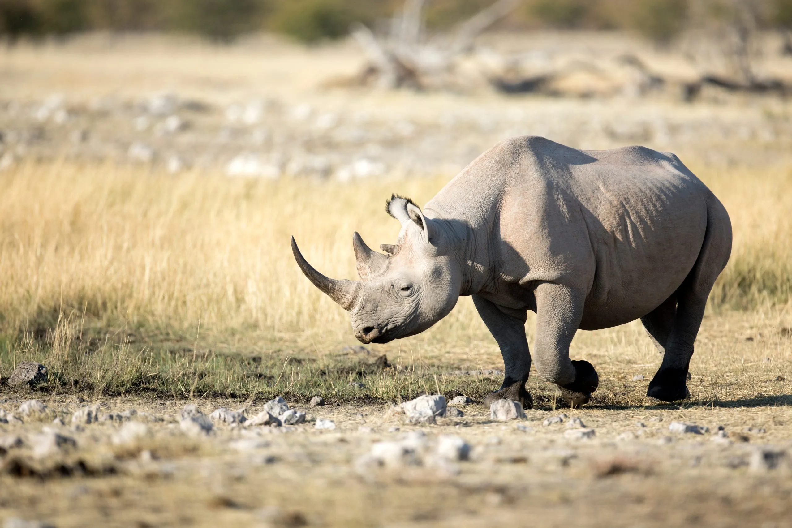 Rhino at a water hole in Etosha National Park, Namibia.
