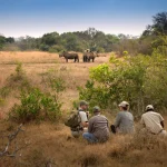 south africa phinda private game reserve game walk collections lr scaled