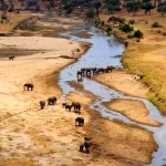 Herd of african elephants at the Tarangire river in Tarangire National Park, Tanzania. View from above