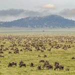 Large wildebeest herd during migration Serengeti National Park Tanzania Africa
