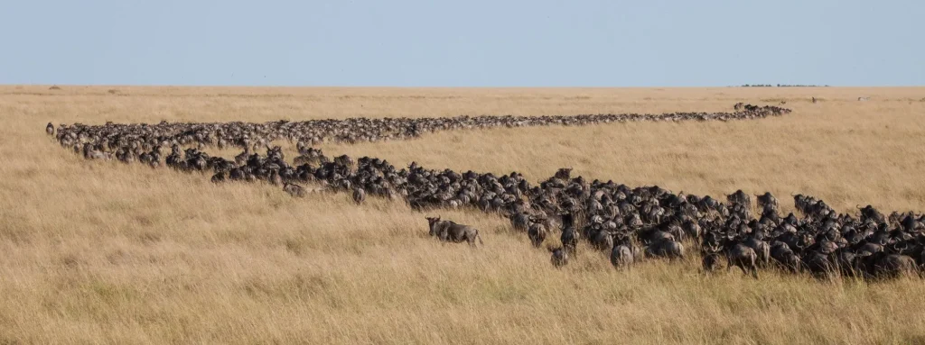 Long lines and masses of wildebeest in the Great Migration of the Serengeti and Masai Mara in East Africa