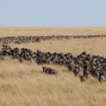 Long lines and masses of wildebeest in the Great Migration of the Serengeti and Masai Mara in East Africa