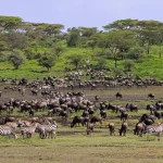 Africa Tanzania Ndutu. Migration of Wildebeest and Burchell's Zebra.