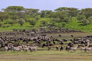 Follow the wildebeest migration closely on foot
