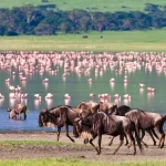 Wildebeests in the Ngorongoro Crater, Tanzania