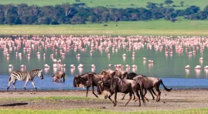 Admire flocks of flamingos in scenic wetlands
